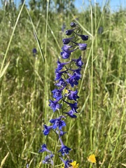 Delphinium nuttallii
