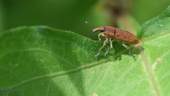 Lixus impressiventris