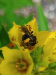 Macropis europaea