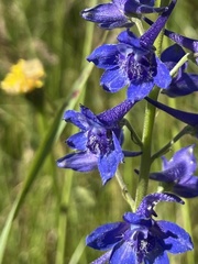 Delphinium nuttallii