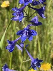 Delphinium nuttallii