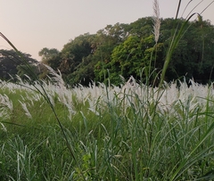 Saccharum spontaneum