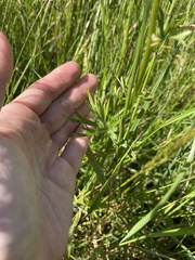 Delphinium nuttallii