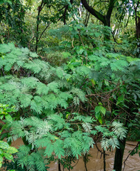 Leucaena leucocephala