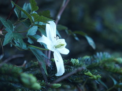 Clematis montana