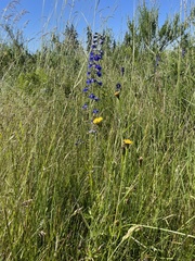 Delphinium nuttallii
