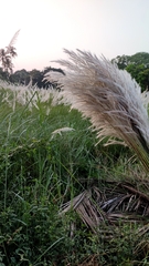 Saccharum spontaneum