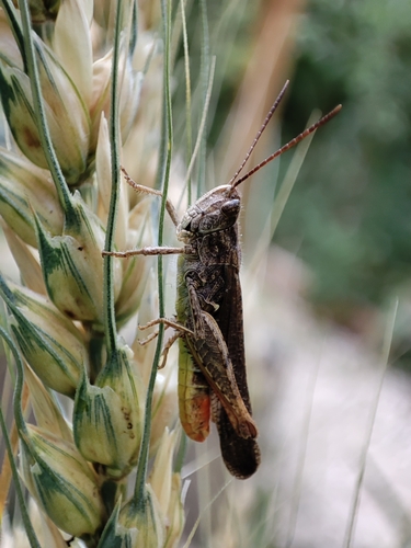 Common Field Grasshopper, photo 10 of 10