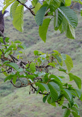 Handroanthus ochraceus
