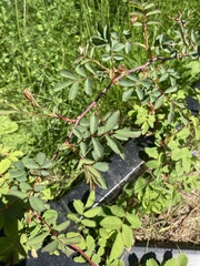 Rosa glauca
