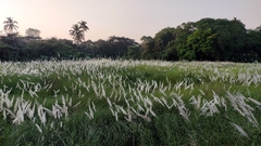 Saccharum spontaneum