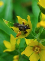Macropis europaea