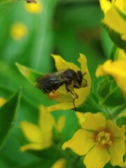 Macropis europaea
