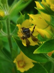 Macropis europaea