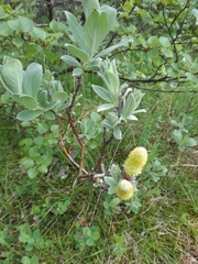 Salix lanata