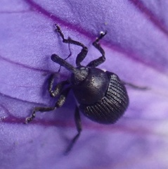 Zacladus
