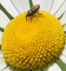 Odontocorynus umbellae