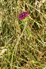 Knautia macedonica