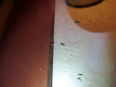 Epiblema tripartitana