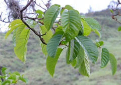 Handroanthus ochraceus