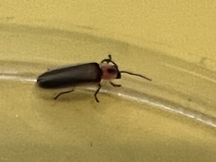 Photinus marginellus