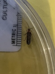 Photinus marginellus