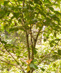 Magnoliopsida