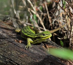 Stenocercus trachycephalus