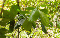 Angiospermae