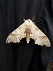 Marumba quercus