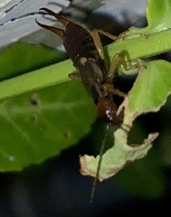 Forficula auricularia