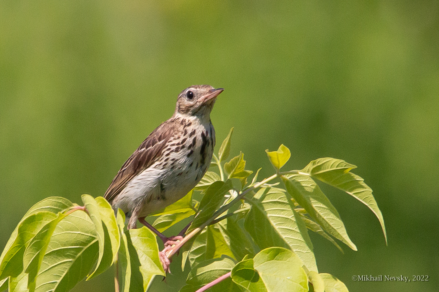 Tree Pipit