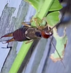 Forficula auricularia