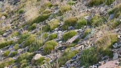 Festuca scoparia
