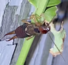 Forficula auricularia