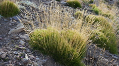 Festuca scoparia