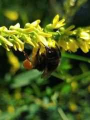 Bombus lapidarius