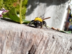 Bombus sonorus