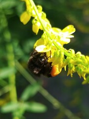 Bombus lapidarius