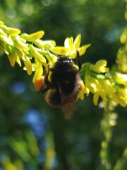 Bombus lapidarius
