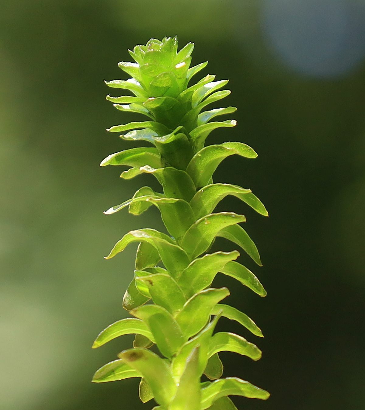 Hydrocharitaceae