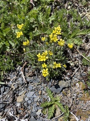 Draba crassifolia