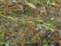 Achnatherum bromoides