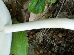 Amanita calida