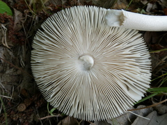 Amanita calida