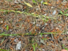 Achnatherum bromoides