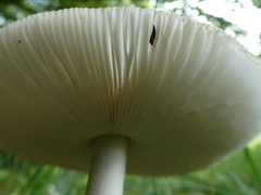 Amanita calida