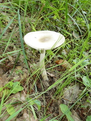 Amanita calida
