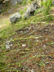 Achnatherum bromoides