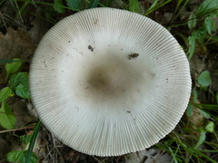 Amanita calida